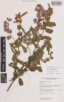 Isotype of Thomasia glabripetala S.J.Patrick [family MALVACEAE]