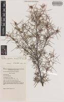 Isotype of Grevillea xiphoidea Olde & Marriott [family PROTEACEAE]