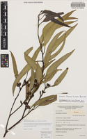 Isotype of Eucalyptus phenax Brooker & Slee [family MYRTACEAE]