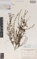 Holotype of Astartea eobalta Rye [family MYRTACEAE]