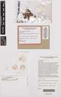 Holotype of Inocybe torresiae Matheny, Bougher & M.D.Barrett [family INOCYBACEAE]
