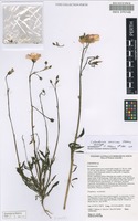 Holotype of Calandrinia vernicosa Obbens [family PORTULACACEAE]