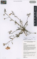 Holotype of Calandrinia vernicosa Obbens [family PORTULACACEAE]