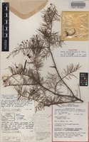 Holotype of Acacia manipularis R.S.Cowan & Maslin [family FABACEAE]