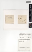 Isotype of Gomphrena alba Farmar [family AMARANTHACEAE]