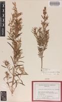 Isotype of Pityrodia canaliculata A.S.George [family LAMIACEAE]