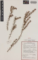 Isotype of Daviesia microcarpa Crisp [family FABACEAE]