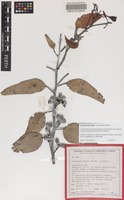 Isotype of Eucalyptus georgei Brooker & Blaxell [family MYRTACEAE]