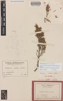 Holotype of Phebalium clavatum C.A.Gardner [family RUTACEAE]