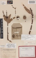 Isotype of Eucalyptus cliftoniana W.Fitzg.ex Maiden [family MYRTACEAE]