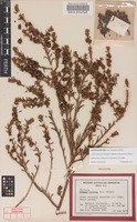 Holotype of Maireana convexa Paul G.Wilson [family CHENOPODIACEAE]