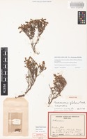 Holotype of Sarcocornia globosa Paul G.Wilson [family CHENOPODIACEAE]