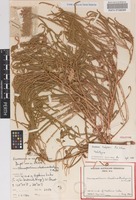 Holotype of Dysphania kalpari Paul G.Wilson [family CHENOPODIACEAE]