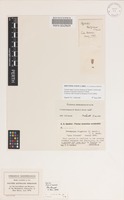 Isotype of Styphelia kingiana F.Muell. [family ERICACEAE]
