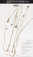 Isotype of Tricostularia sandifordiana R.L.Barrett & K.L.Wilson [family CYPERACEAE]
