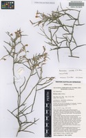 Holotype of Bossiaea celata J.H.Ross [family FABACEAE]