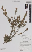 Holotype of Eutaxia inuncta C.F.Wilkins & Chappill [family FABACEAE]