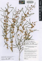 Holotype of Acacia pentadenia Lindl. subsp. syntoma J.E.Reid, Ward.-Johnson & Maslin [family FABACEAE]