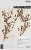 Isotype of Eremophila setacea Chinnock [family SCROPHULARIACEAE]