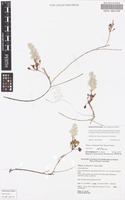 Holotype of Ptilotus christineae R.W.Davis & Tauss [family AMARANTHACEAE]