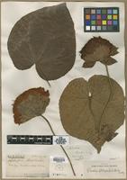 Type? of Dombeya wallichii (Lindl.) Baill. [family STERCULIACEAE]