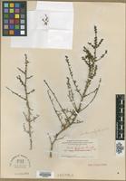 Type? of Dondia conferta Small [family CHENOPODIACEAE]