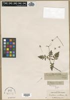 Type? of Erodium ruthenicum Bieb. [family GERANIACEAE]
