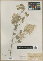 Type? of Iresine alternifolia S.Watson [family AMARANTHACEAE]