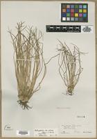 Syntype of Isoetes japonica subsp. sinensis (Palmer) C.Marsden [family ISOETACEAE]