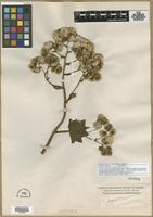 Isotype of Jungia calyculata Cuatrec. [family ASTERACEAE]