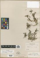 Type? of Mathewsia diffusa Rusby [family BRASSICACEAE]