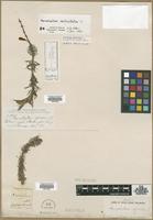 Filed as Myriophyllum homophylla Nutt. [family NOT ON SHEET]