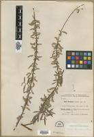 Type? of Salix carmanica Bornm. & Bornm. [family SALICACEAE]