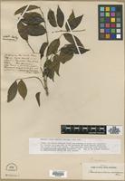 Type? of Pseudobrasilium americanum Plum. [family SIMAROUBACEAE]
