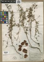 Filed as Serjania dissecta S.Watson [family SAPINDACEAE]