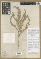 Holotype of Atriplex argentea Nutt. [family CHENOPODIACEAE]