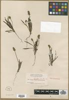 Type? of Plantago helleri Small [family PLANTAGINACEAE]
