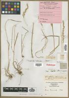 Holotype of Aira truncata Muhl. [family POACEAE]