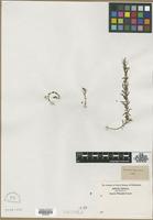 Filed as Linum perenne L. [family LINACEAE]