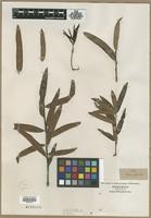 Filed as Quercus phellos L. [family FAGACEAE]