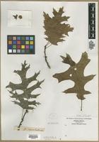 Filed as Quercus sp. [family FAGACEAE]