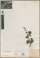 Filed as Ribes americanum Mill. [family GROSSULARIACEAE]