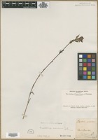 Filed as Bartsia coccinea L. [family SCROPHULARIACEAE]