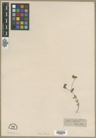 Filed as Lotus edulis L. [family FABACEAE]