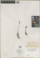 Filed as Saxifraga aizoides L. [family SAXIFRAGACEAE]
