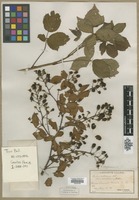 Filed as Rubus allegheniensis Porter [family ROSACEAE]