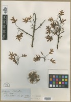 Filed as Quercus palustris Muenchh. [family FAGACEAE]