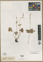 Filed as Mitella diphylla L. [family SAXIFRAGACEAE]