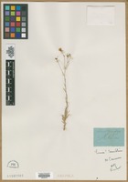 Filed as Linum tenuifolium L. [family LINACEAE]