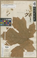 Lectotype of Acer macrophyllum Pursh [family ACERACEAE]
